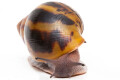 Achatina achatina achatina Ghana typ 1e semiadult, 9,2cm